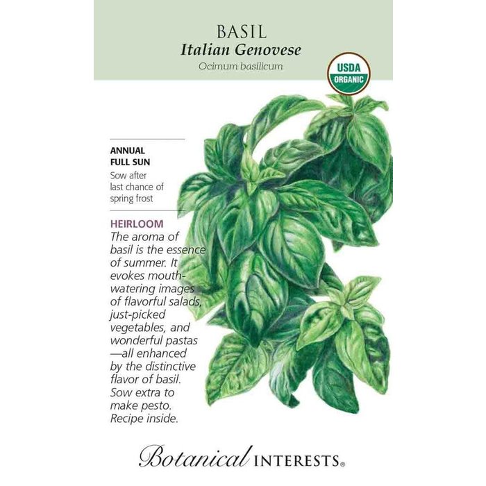 Seed Basil Italian Genovese Organic Heirloom - Ocimum basilicum - Lrg Pkt