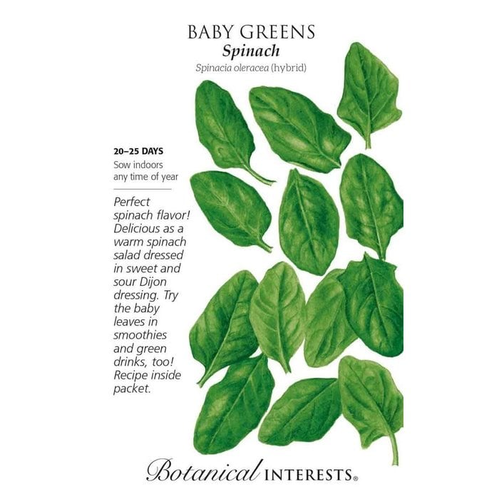 Seed Baby Greens Spinach - Spinacea oleracea (hybrid) - Lrg Pkt