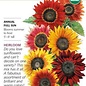 Seed Flwr Sunflower Heirloom Beauties Organic - Helianthus annuus