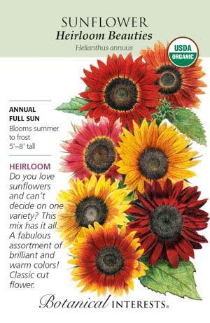 Seed Flwr Sunflower Heirloom Beauties Organic - Helianthus annuus Native (TN)