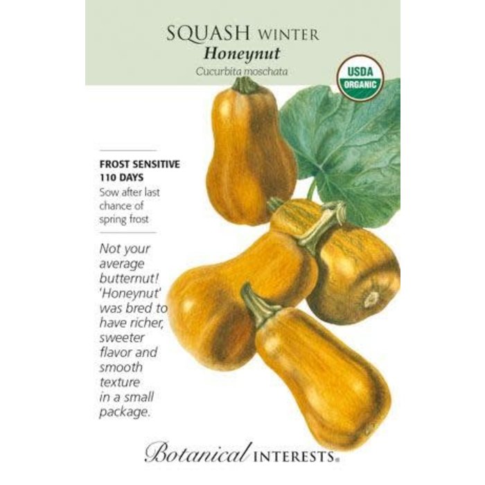 Seed Veg Squash Winter Honeynut Organic - Cucurbita moschata