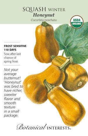 Seed Veg Squash Winter Honeynut Organic - Cucurbita moschata