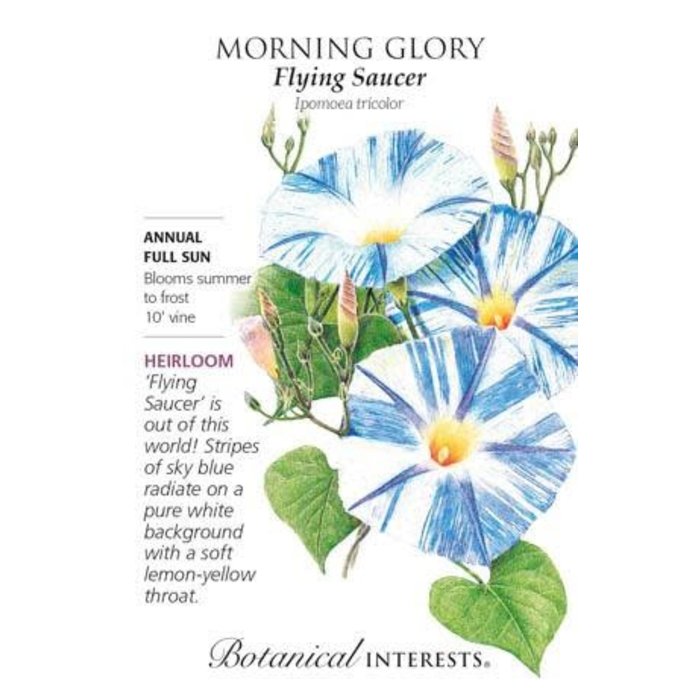 Seed Flwr Morning Glory Flying Saucer Heirloom - Ipomoea tricolor
