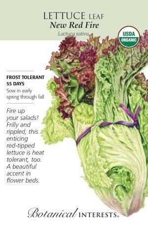 Seed Veg Lettuce Leaf New Red Fire Organic - Lactuca sativa