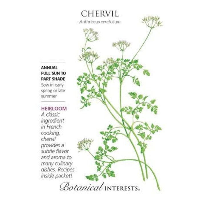 Seed Herb Chervil Heirloom - Anthriscus cerefolium