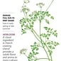 Seed Herb Chervil Heirloom - Anthriscus cerefolium