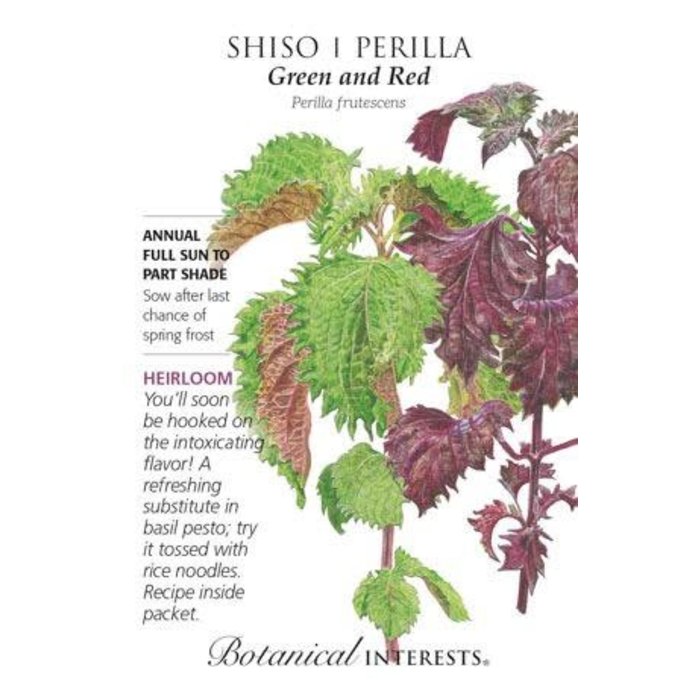 Seed Herb Shiso Perilla Green and Red Heirloom - Perilla frutescens