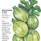 Seed Veg Squash Summer Round Zucchini - Cucurbita pepo