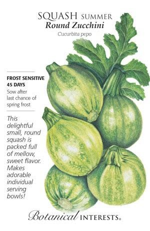 Seed Veg Squash Summer Round Zucchini - Cucurbita pepo
