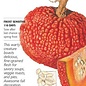 Seed Veg Pumpkin Red Warty Thing - Cucurbita maxima