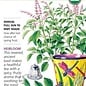 Seed Herb Basil Holy Tulsi Organic Heirloom - Ocimum sp.