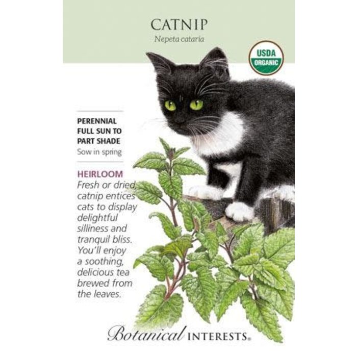 Seed Herb Catnip Organic Heirloom - Nepeta caratia