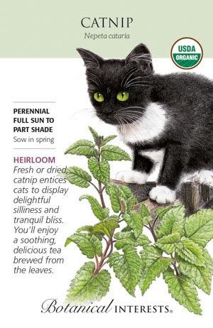 Seed Herb Catnip Organic Heirloom - Nepeta caratia