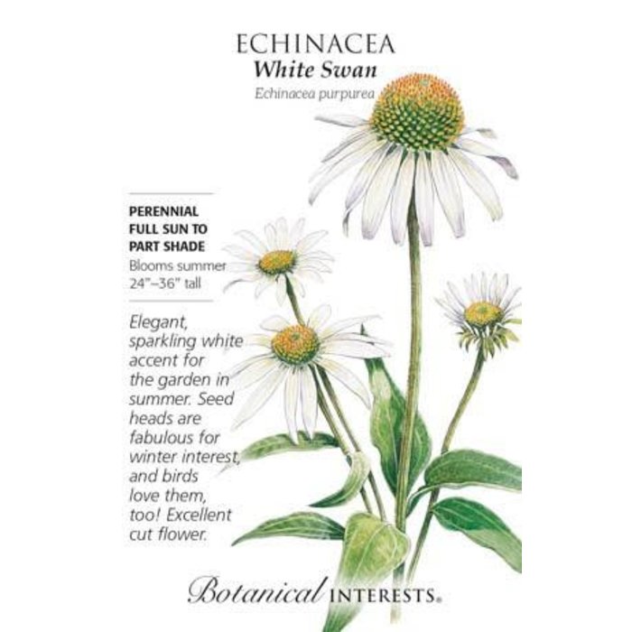 Seed Flwr Echinacea pur White Swan/ Coneflower Native (TN)