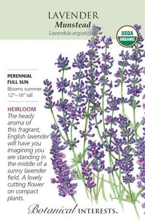 Seed Flwr Lavender Dwarf Munstead Organic Heirloom - Lavandula angustifolia