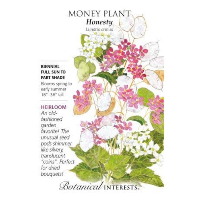 Seed Flwr Money Plant Honesty Heirloom - Lunaria annua