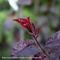 #7 Prunus cerasifera Krauter Vesuvius/ Purple Leaf Plum