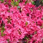 #3 Azalea x Bloom-A-Thon Hot Pink/Repeat