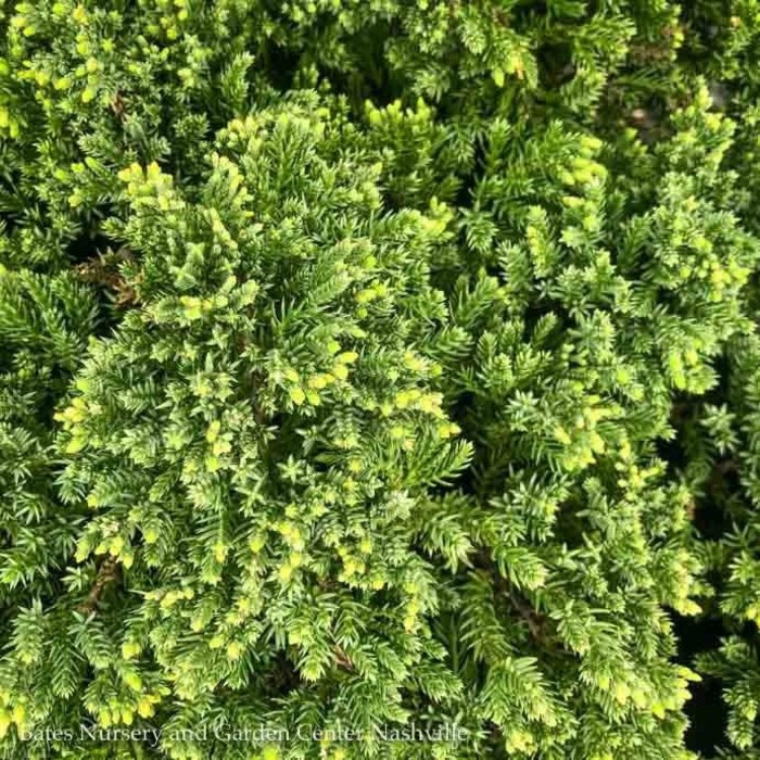 Topiary #2 STK Juniperus pro Nana/Dwarf Japanese Garden Juniper Staked