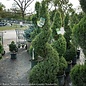 Topiary #1 Spiral Picea glauca Conica/Dwarf Alberta Spruce - No Warranty