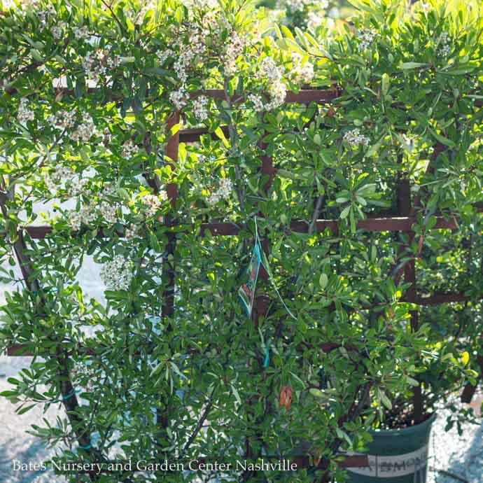 Topiary #5 ESP Pyracantha aug Yukon Belle/ Firethorn Espalier