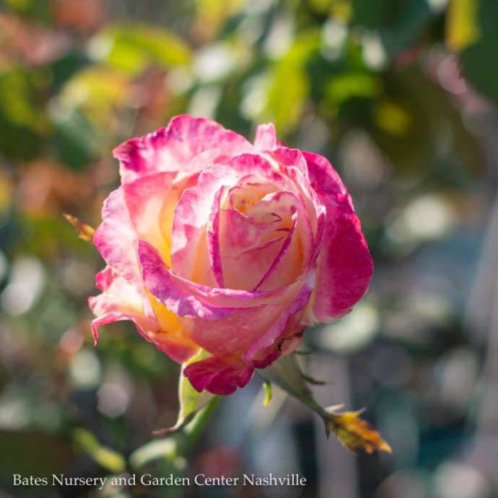 Topiary #5 36" PT Rosa Double Delight/ Red and Cream Hybrid Tea Rose Patio Tree - No Warranty