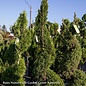 Topiary #5 SPIRAL Thuja occ Smaragd 'Emerald Green'/ Columnar Arborvitae