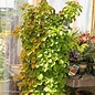 Topiary #5 ESP Hydrangea anomala petiolaris/ Climbing Espalier