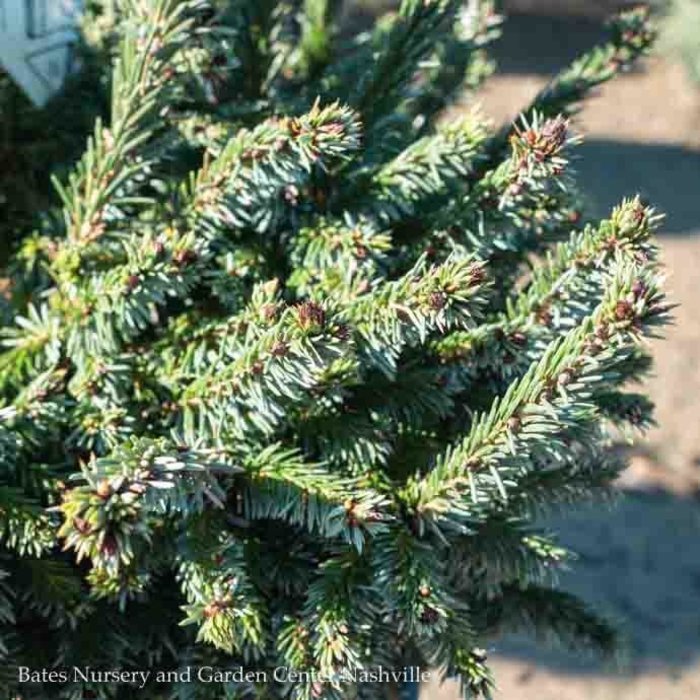 #6 Picea omorika nana 'Pimoko'/Dwarf Serbian Spruce