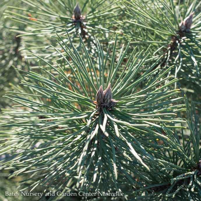 Topiary #15 OP Pinus nigra/ Austrian Pine Oriental Pompon