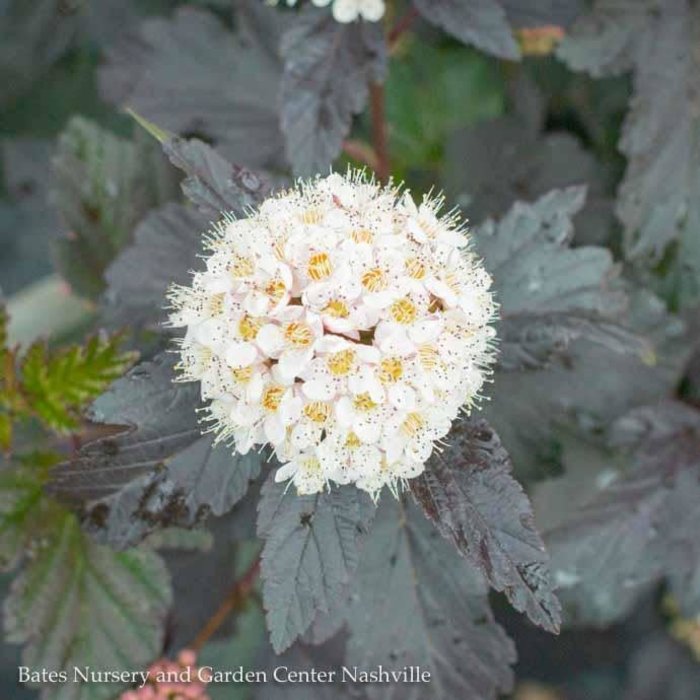 Topiary #15 PT Physocarpus opulifolius Diabolo/ Ninebark Patio Tree Native (TN)