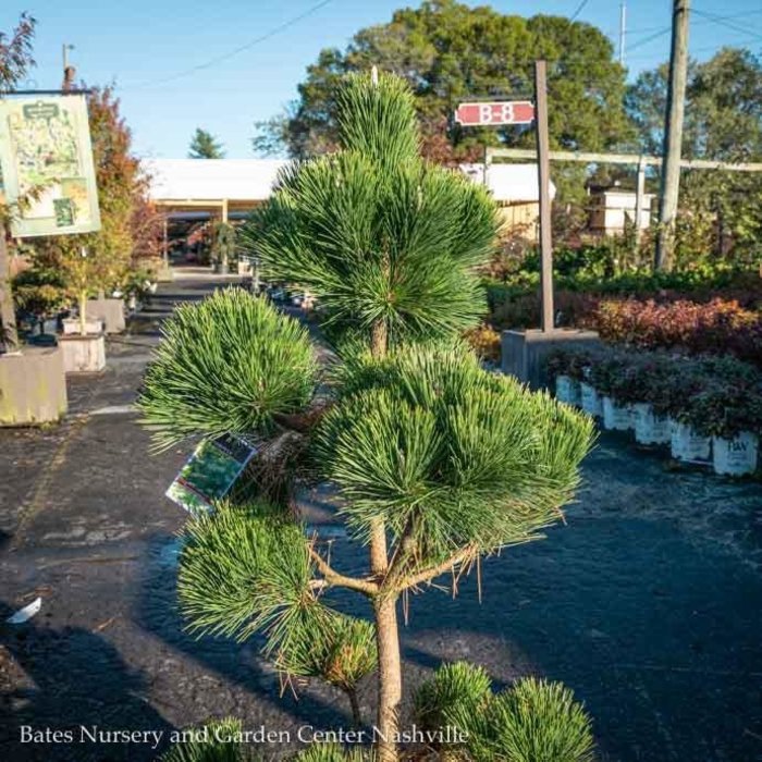 Topiary #10 Oriental PomPon Pinus thun/ Thunderhead Pine