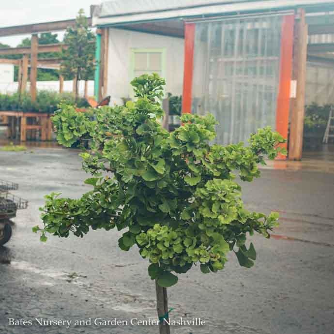 Topiary #6 PT 24" Ginkgo biloba Mariken/Maidenhair Dwarf (Male) Patio Tree