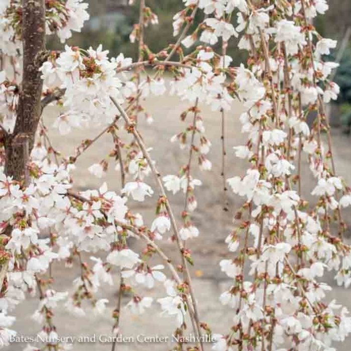 #7 Prunus x 'Snow Fountain'/White Weeping Cherry Short Graft
