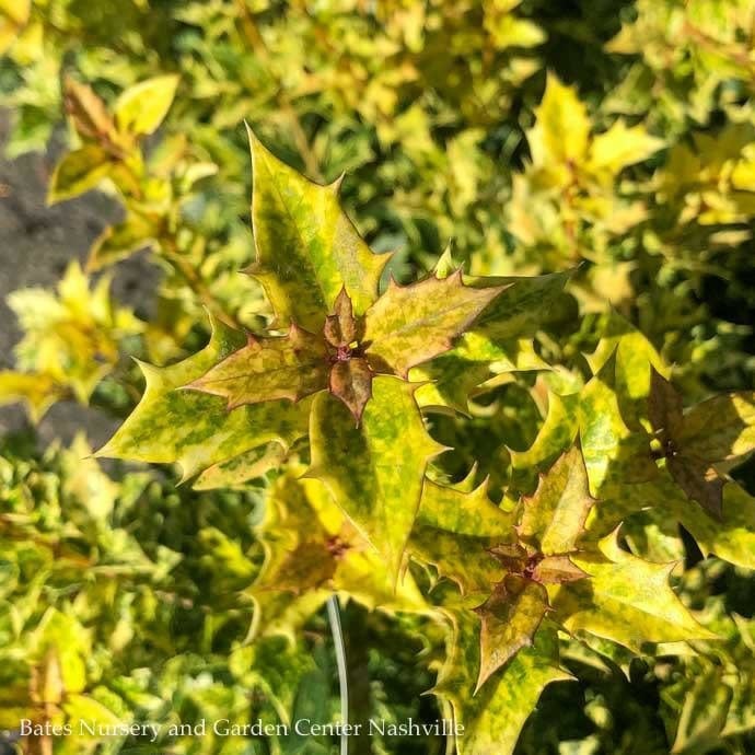 #2 Osmanthus heter Goshiki/ Variegated False Holly