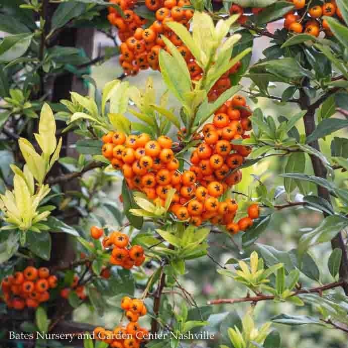 #5 Pyracantha aug Yukon Belle/ Firethorn  Bush Form