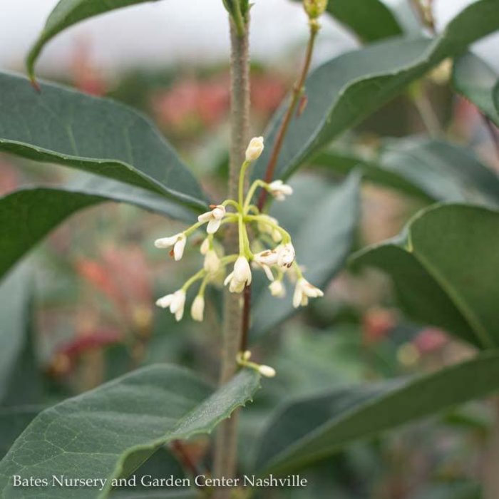 #3 Osmanthus fragrans/ Tea Olive Fragrant - No Warranty