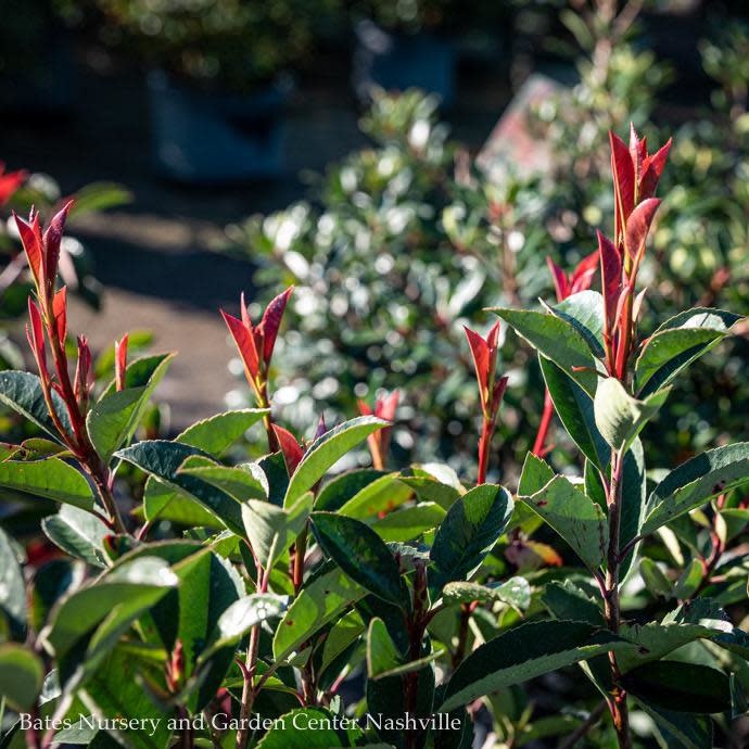 #5 Photinia x fraseri/ Fraser's Red Tip