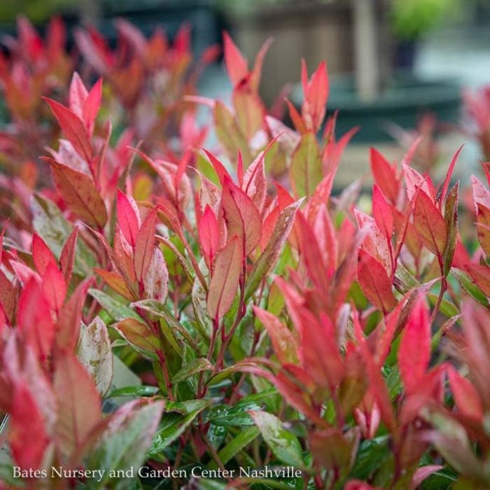 #2 Leucothoe fontanesiana Leafscapes 'Little Flames'/Compact Native (TN)