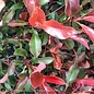 #2 Photinia 'Dynamo Red'/Red Tip