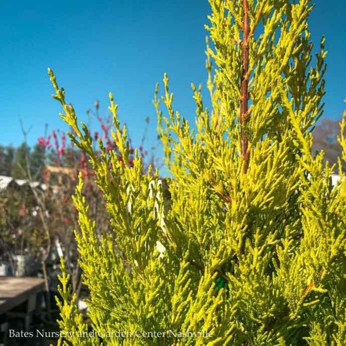 #2 Cupressus macrocarpa Donard Gold/Monterey Cypress