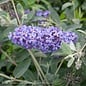 #2 Buddleia Flutterby Petite Blue Heaven/Dwarf Butterfly Bush