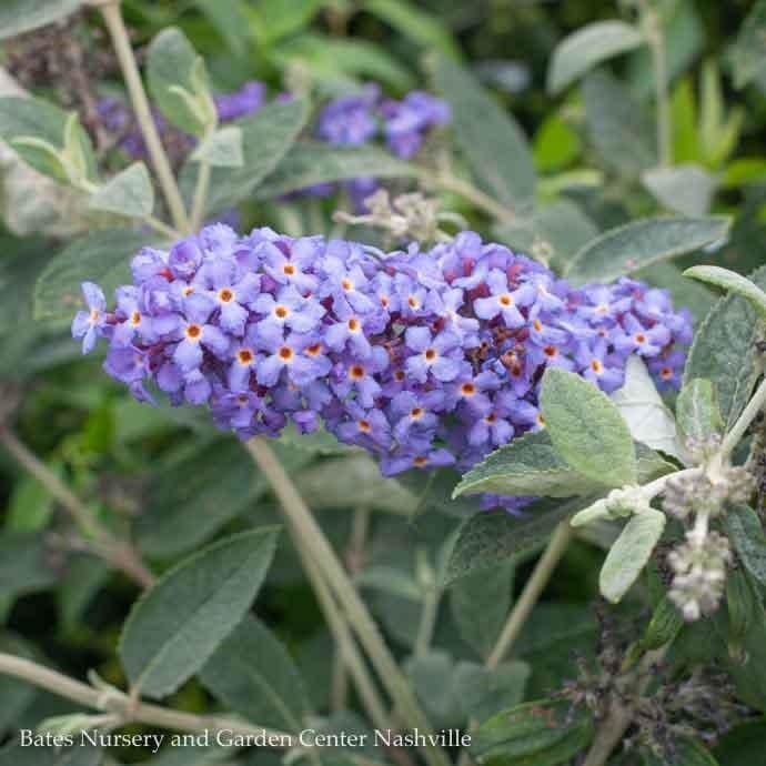 #2 Buddleia Flutterby Petite Blue Heaven/Dwarf Butterfly Bush