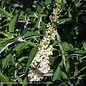 #1 Buddleia Humdinger Little Angel/ White Compact Butterfly Bush