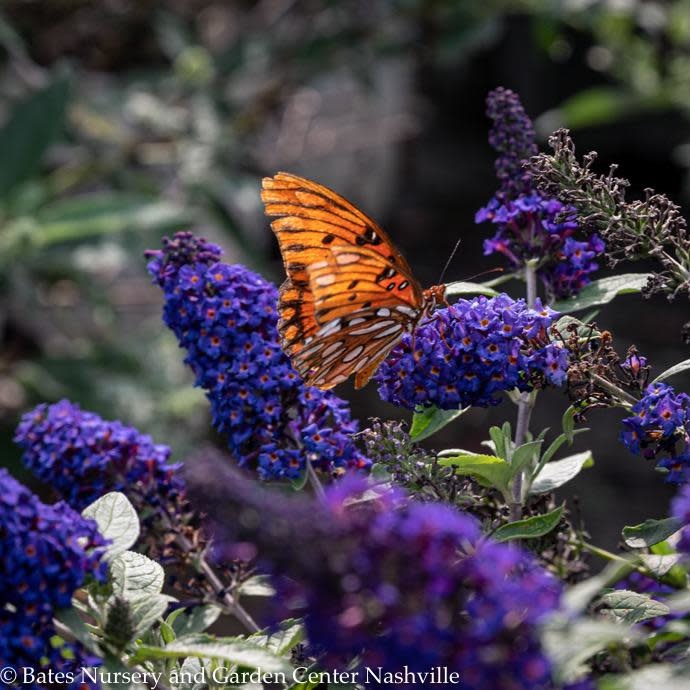 #3 Buddleia x PW Pugster Blue/ Dwarf Butterfly Bush