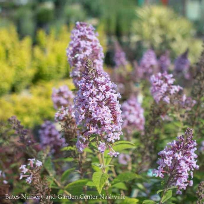 #2 Buddleia True Blue/Butterfly Bush