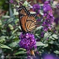 #2 Buddleia Miss Violet/Butterfly Bush