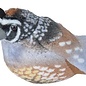 California Quail Audubon Plush Toy