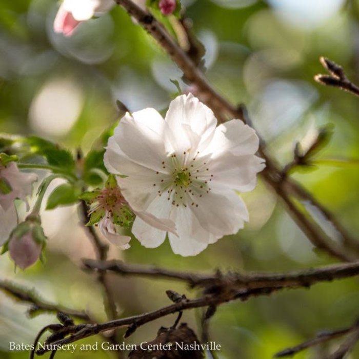 #5 Prunus Autumnalis/Flowering Cherry