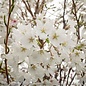 #7 Prunus x Yedoensis/Yoshino Cherry